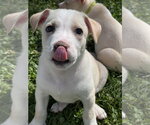 Small #1 Siberian Husky Mix