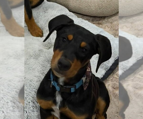 Medium Photo #6 Doberman Pinscher Puppy For Sale in Buffalo, MN, USA