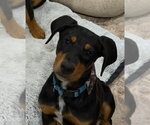 Small #5 Doberman Pinscher