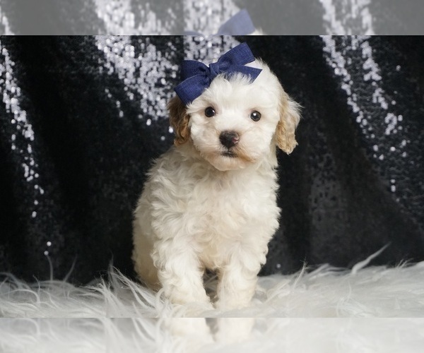 Medium Photo #5 Poodle (Toy) Puppy For Sale in WARSAW, IN, USA