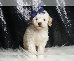 Small Photo #111 Poodle (Toy) Puppy For Sale in WARSAW, IN, USA