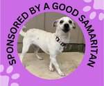 Small Chihuahua Mix