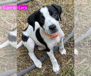 Border Collie-Unknown Mix Dogs for adoption in Alexander, AR, USA