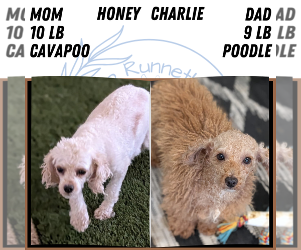 Medium Photo #7 Cavapoo (Miniature) Puppy For Sale in GOSHEN, IN, USA