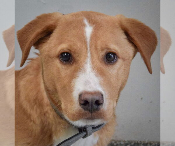 Medium Photo #5 Borador Puppy For Sale in Huntley, IL, USA