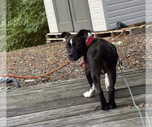 Boston Terrier-Jack Russell Terrier Mix Dogs for adoption in Wakefield, RI, USA
