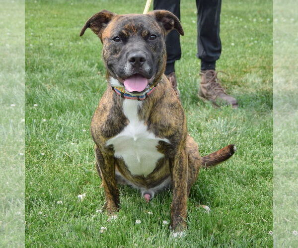 Medium Photo #4 Boxer Puppy For Sale in Huntley, IL, USA