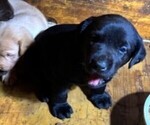 Puppy Puppy 3 Labrador Retriever