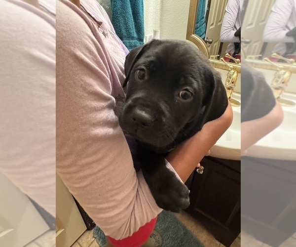 Medium Photo #7 Cane Corso-German Shepherd Dog Mix Puppy For Sale in SPRING, TX, USA