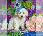 Small Photo #3 Bichon Frise-Bichpoo Mix Puppy For Sale in NOTTINGHAM, PA, USA