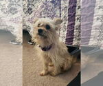 Small #5 Mutt