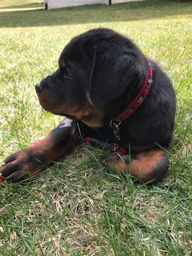 Medium Photo #1 Rottweiler Puppy For Sale in WALDORF, MD, USA