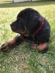 Small Photo #1 Rottweiler Puppy For Sale in WALDORF, MD, USA