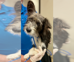 Small Welsh Terrier Mix
