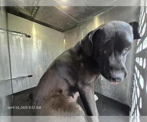 Mastiff-Unknown Mix Dogs for adoption in San Antonio, TX, USA