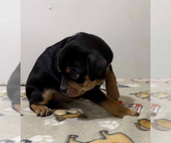 Medium Photo #12 Carlin Pinscher Puppy For Sale in COBB, WI, USA