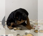Small Photo #2 Carlin Pinscher Puppy For Sale in COBB, WI, USA
