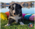 Small #13 Miniature Australian Shepherd