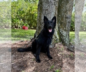 German Shepherd Dog Puppy for sale in RUSKIN, FL, USA