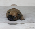 Puppy Daisy French Bulldog
