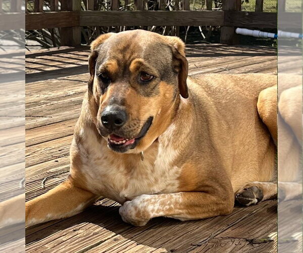 Medium Photo #10 Labrador Retriever-Unknown Mix Puppy For Sale in Canton, CT, USA