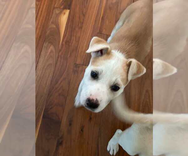 Medium Photo #1 Mutt Puppy For Sale in Calgary, Alberta, Canada