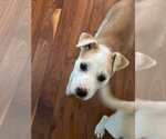 Small Mutt