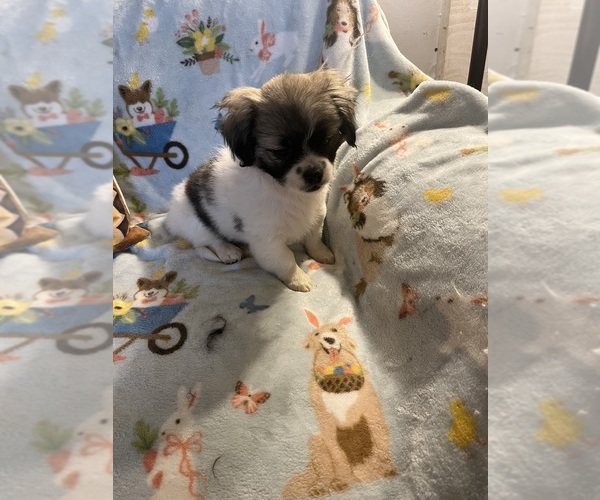 Medium Photo #8 Shorkie Tzu Puppy For Sale in LEBANON, OR, USA