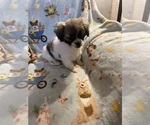 Litter of 16 - Male(s) and Female(s) Shorkie TzuLitter of Puppies for Sale - Photo #8