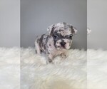 Small Photo #1 French Bulldog Puppy For Sale in PORT READING, NJ, USA