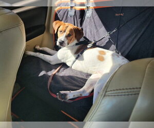 Toby - Male American Pit Bull Terrier-Great Pyrenees Mix Dog for Adoption - Photo #5