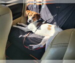 Small #4 American Pit Bull Terrier-Great Pyrenees Mix