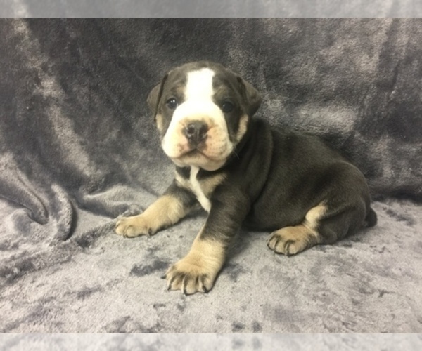 Medium Photo #5 Olde English Bulldogge Puppy For Sale in CHETEK, WI, USA
