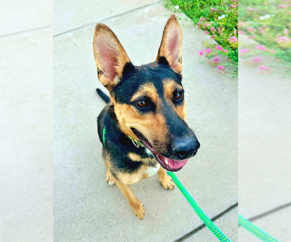 Medium Photo #1 German Shepherd Dog Puppy For Sale in Sacramento, CA, USA