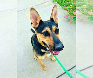 German Shepherd Dog Dogs for adoption in Sacramento, CA, USA