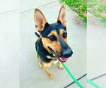 Small German Shepherd Dog