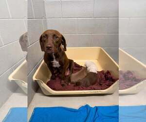 Chocolate Labrador retriever-Unknown Mix Dogs for adoption in Holly Springs, NC, USA