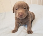 Small Photo #7 Labrador Retriever Puppy For Sale in DIETERICH, IL, USA