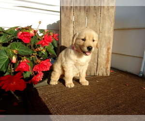 Golden Retriever Puppy for Sale in SUGARCREEK, Ohio USA