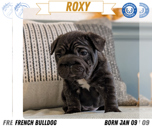 Medium French Bulldog