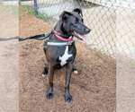 Small #1 Labrador Retriever Mix