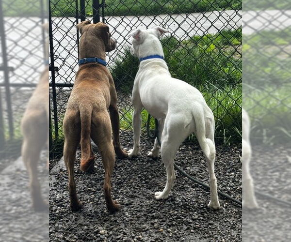 Medium Photo #12 Mutt Puppy For Sale in Elmsford, NY, USA
