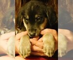 Small Photo #16 Golden Labrador Puppy For Sale in IDAHO SPRINGS, CO, USA