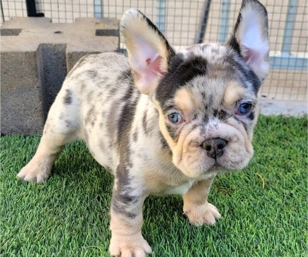 Medium Photo #1 French Bulldog Puppy For Sale in LAS VEGAS, NV, USA
