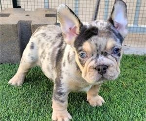 Medium French Bulldog