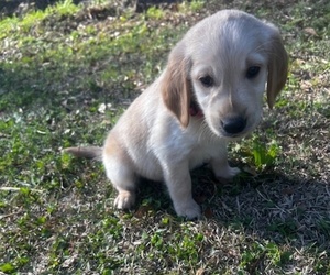 Golden Retriever Puppy for sale in FLORENCE, SC, USA