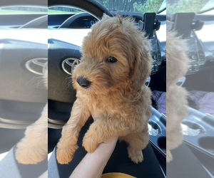 Goldendoodle (Miniature) Puppy for sale in HEADLAND, AL, USA