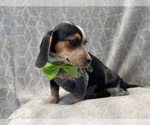 Small Photo #12 Beagle Puppy For Sale in LAKELAND, FL, USA