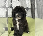 Puppy 4 Poodle (Toy)