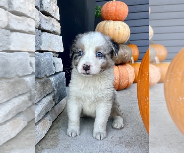 Medium Photo #3 Australian Shepherd Puppy For Sale in LODA, IL, USA